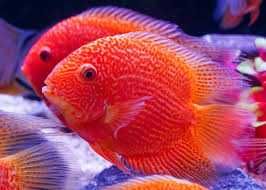 GB Pielęgnica Severum RED