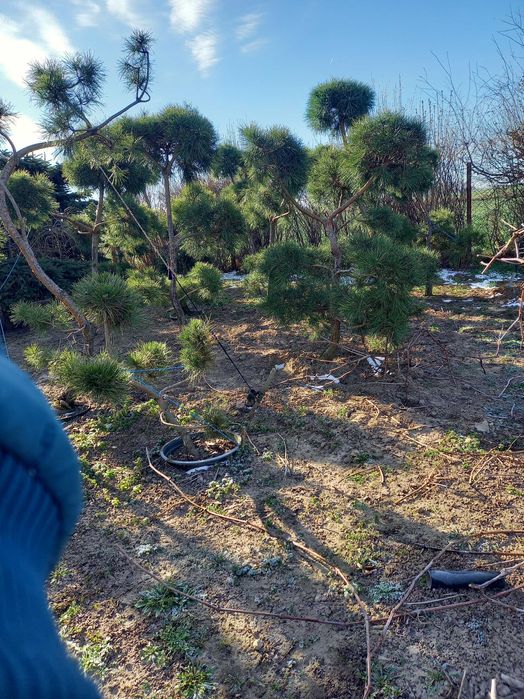 Sosna formowana Bonsai-WYPRZEDAŻ