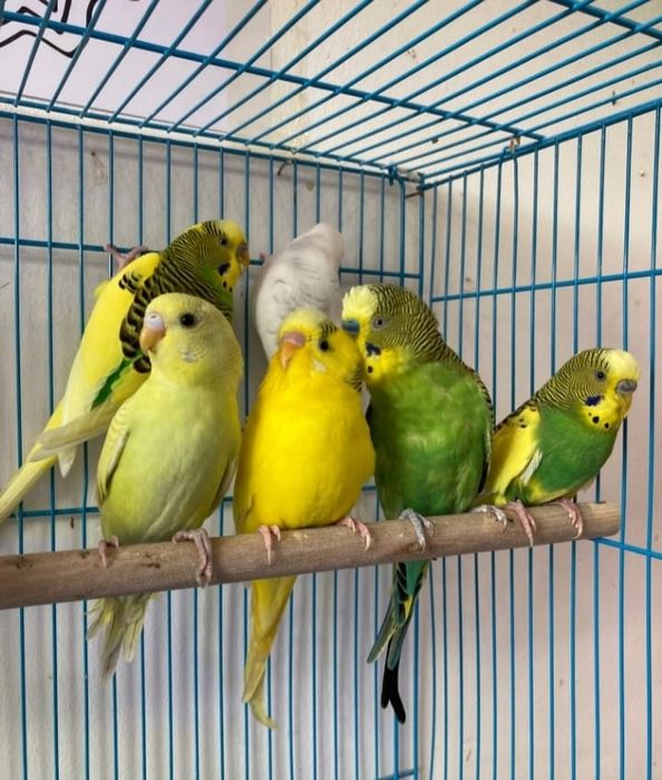 Piriquitos Australianos