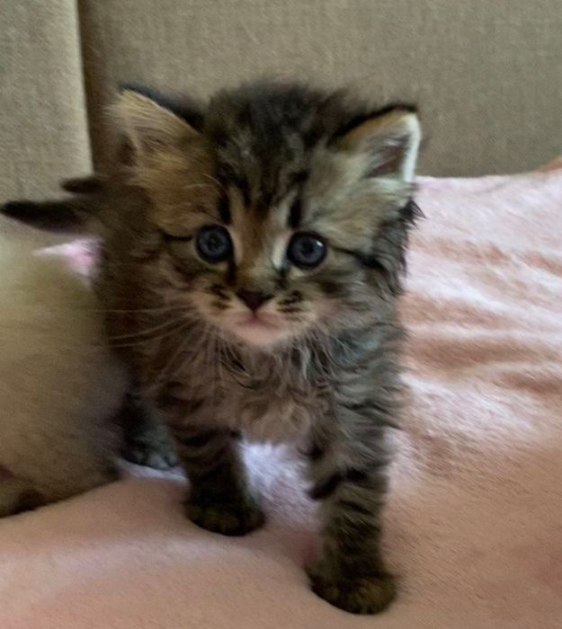 Кошнятко котенок мальчик котята
