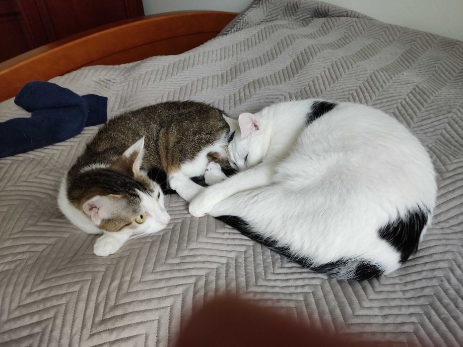 gdzie człowiek którego Śnieżynka pilnie szuka? DOM Z OGRÓDKIEM