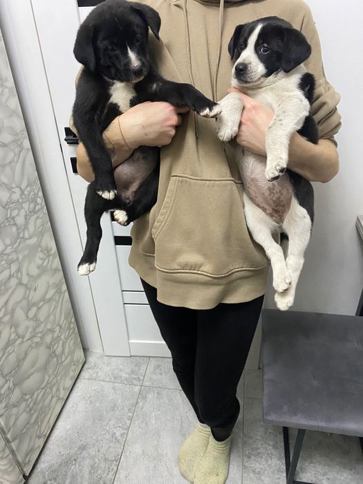 Цуценята ,шукають сім’ю ,викинуті при трасі ,стерелізуємо