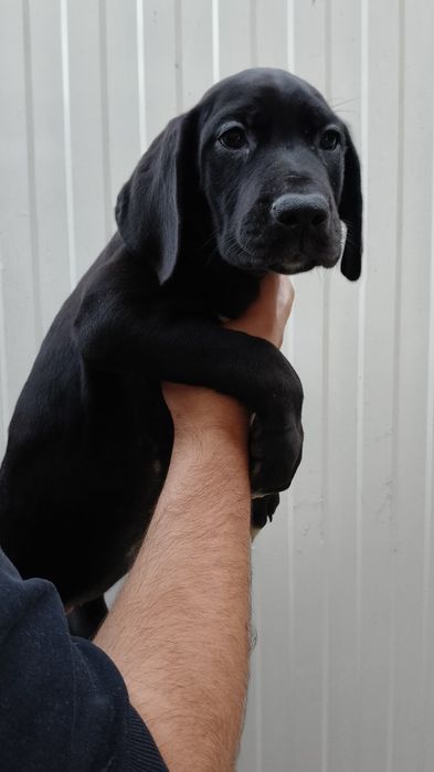 Dogue Alemão Merle e preto