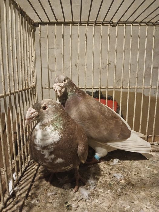 Gołębie staropolskie