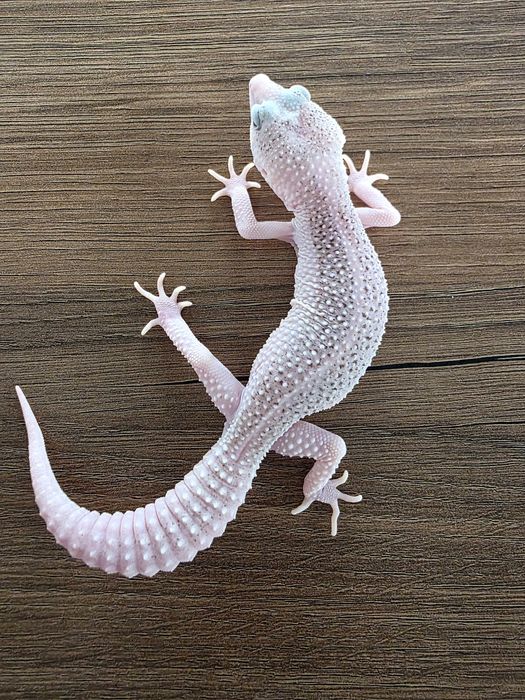 Gekon lamparci,gekony lamparcie samiec universe