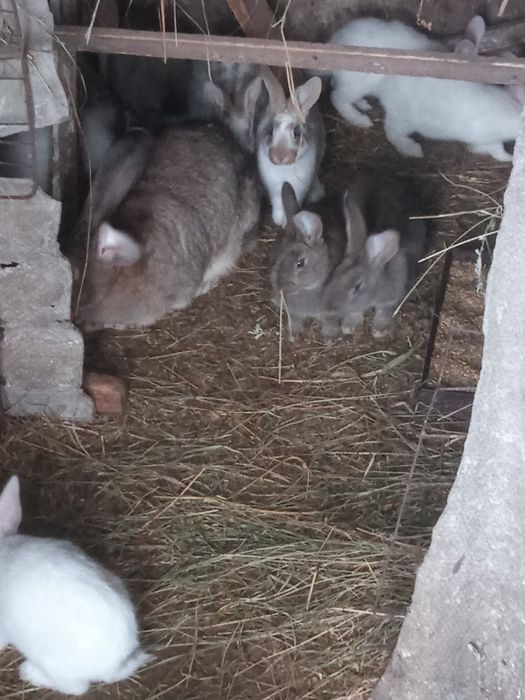 Кролі .Молодняк.