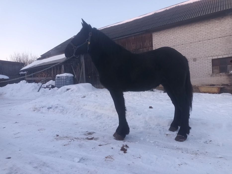 Sprzedam ogierka zimnokrwistego