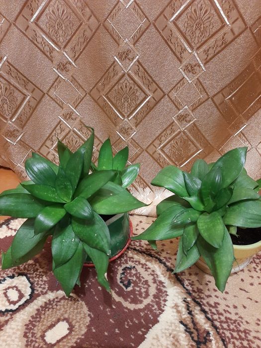 Сансевиерия гиацинтовая.