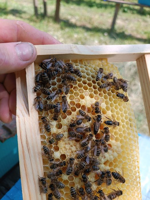 Бджоломатки Карніка