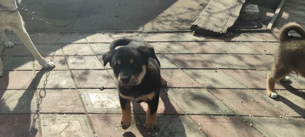 Залишився тільки чорний. Охоронець, найкращий друг.