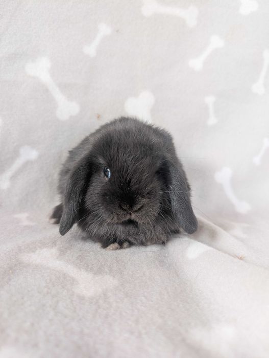 Mini lop, baranek miniaturka, metryka