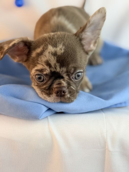 Chihuahua pelo curto macho