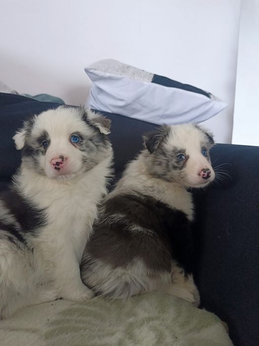 Piesek Blue Merle niebieskie oko