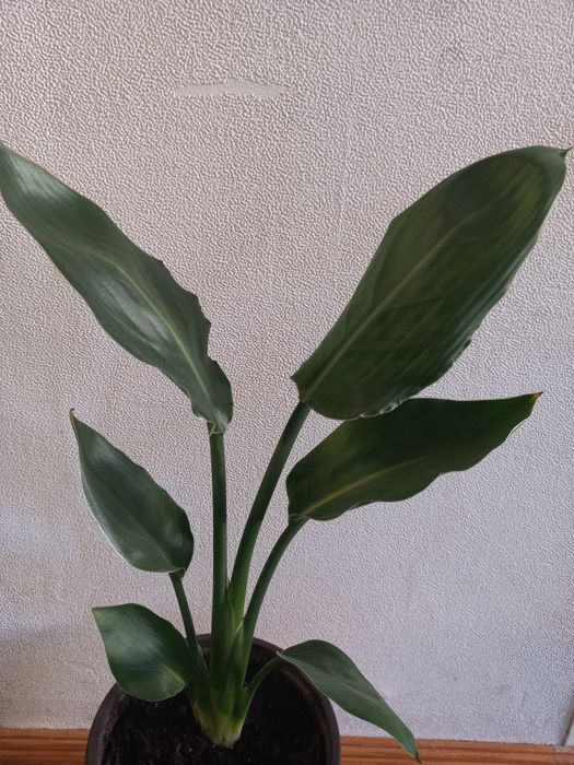 Стреліція "райска птаха"