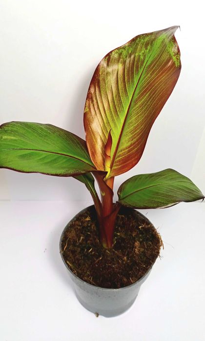 ENSETE MAURELLI - bananowiec abisyński - SZYBKI WZROST - duże sadzonki - DOSTĘPNE OD RĘKI -wysyłka 24h - NAJLEPSZY WYBÓR DO POLSKICH OGRODÓW - odporny