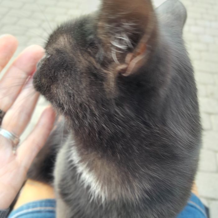Kotek szuka domku
