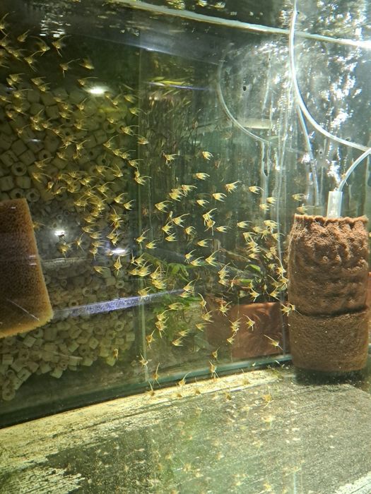 Skalary Altumy Orinoco