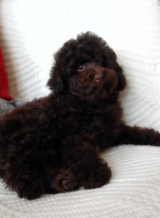 Toy Шоколадний красунчик. Київ