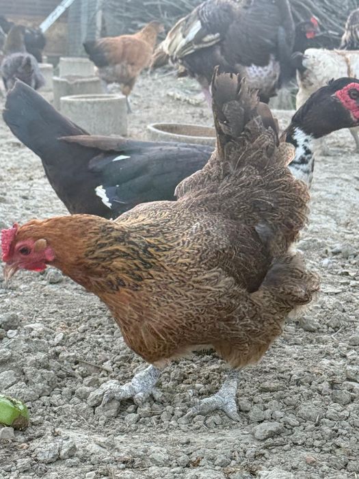 Galos galinhas frangos pintos patos gansos