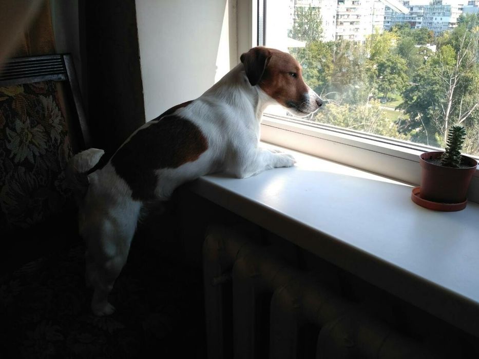 Вязка. Джек Рассел Терьер ищет невесту