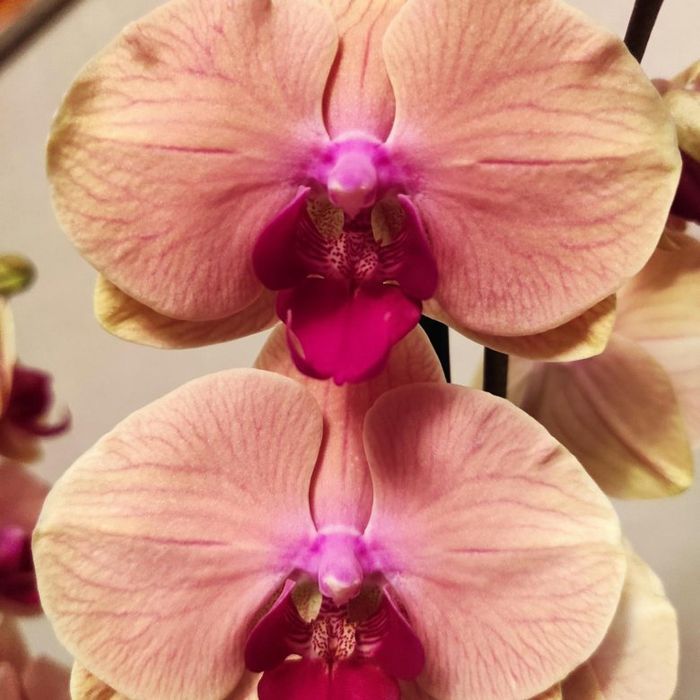 Орхідея Оранж Королівська