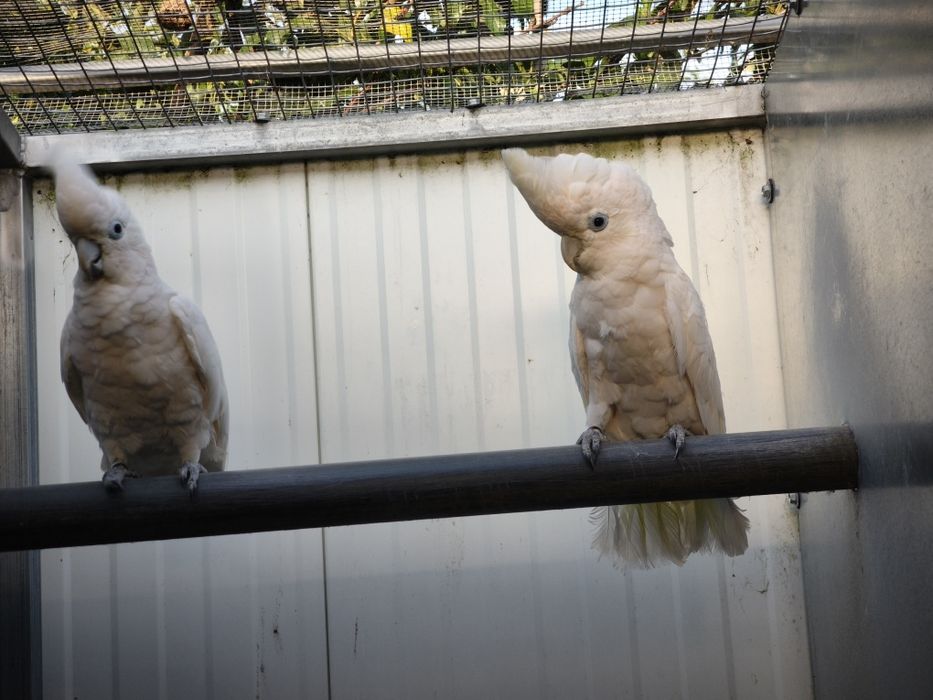 Casal de cacatuas docorpsii 2012 disponível para entrega imediata