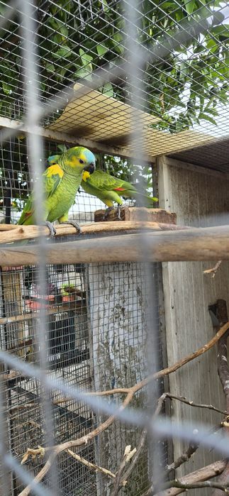 Marianinhas/Papagaios