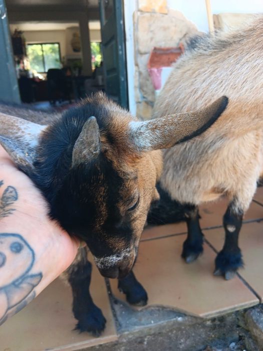"Chopper" o magnifico cabrito anão