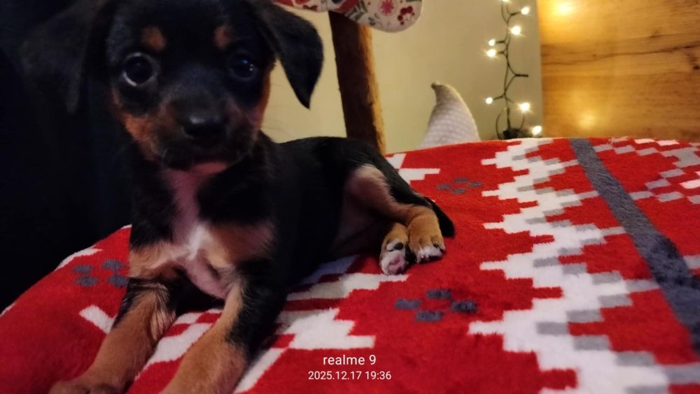 Oddam sunia za darmo