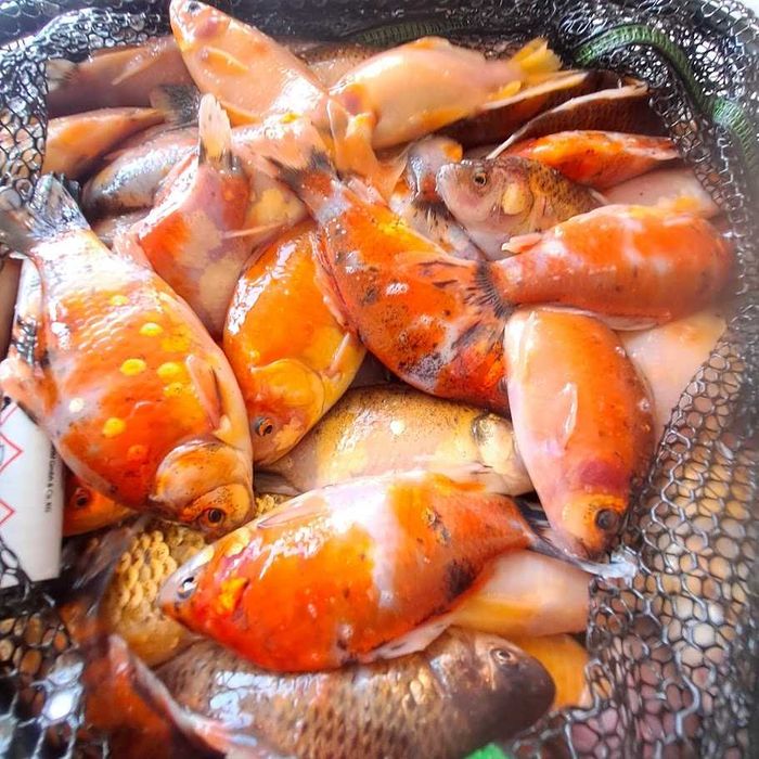 Karaś ozdobny Shubunkin oczko wodne stawik staw od rybaka ryby zdrowe