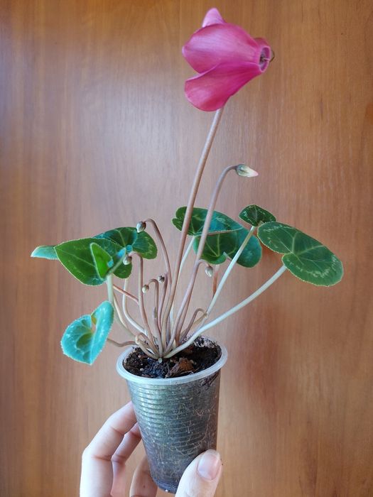 Цикламен кімнатний