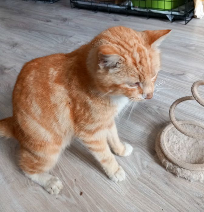 Kotek Miodek szuka domu