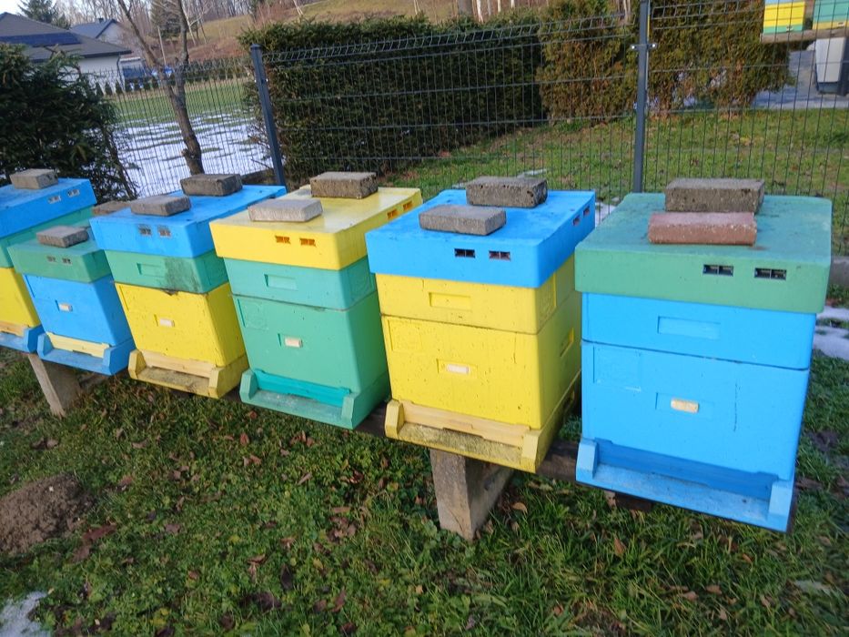 Sprzedam pszczoly około 40rodzin z ulem lub bez