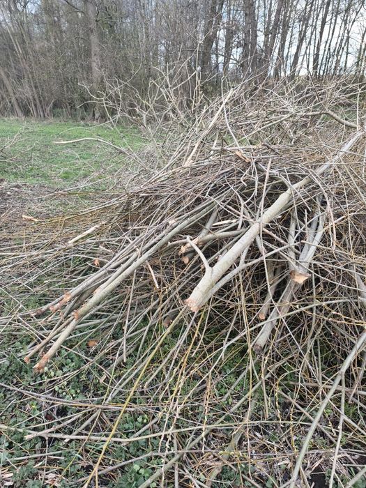 Oddam gałęzie i drewno za darmo