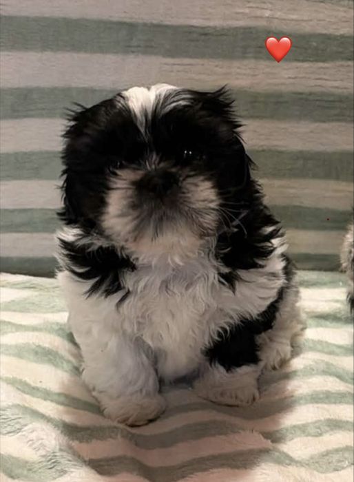 Szczeniak shih tzu