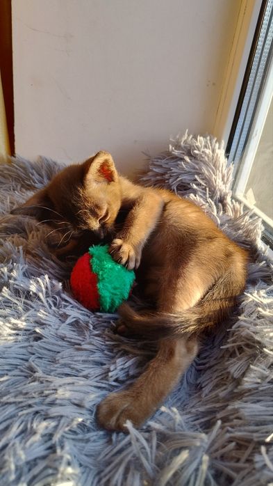 Бурма Європейська,соболиний хлопчик