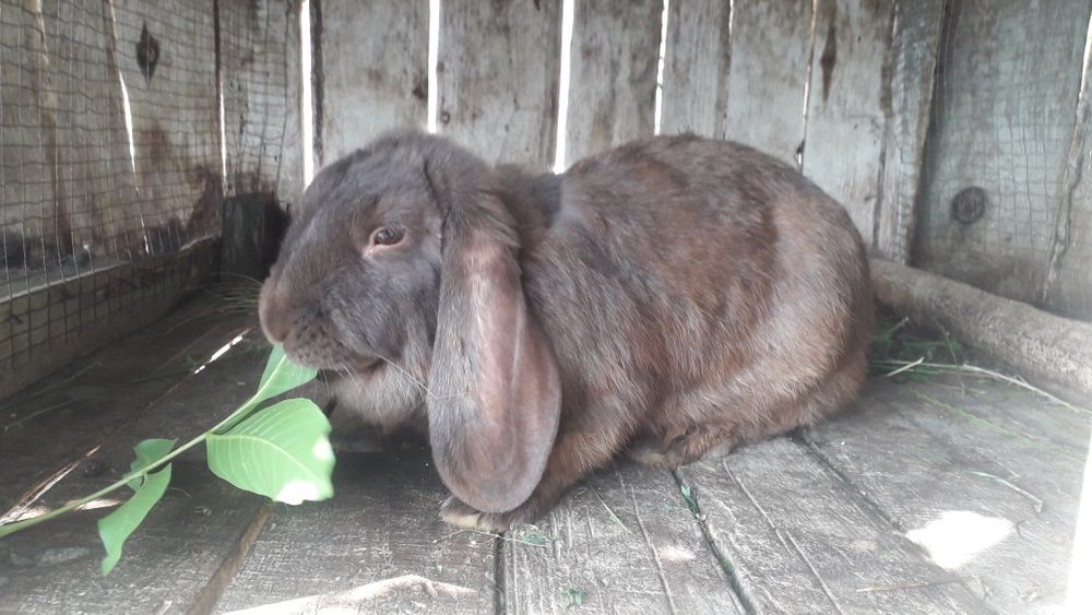 Продам кролів на розвід і тушкою.
