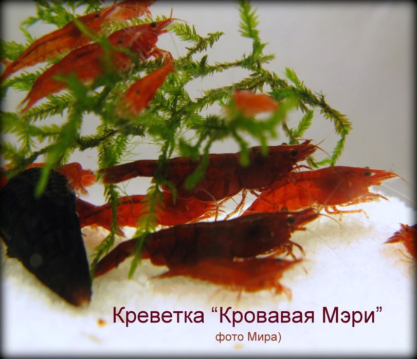 Аквариумные креветки всех цветов.