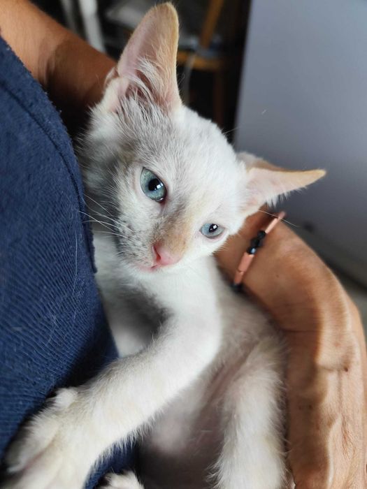 Gatas bebés para adoção consciente