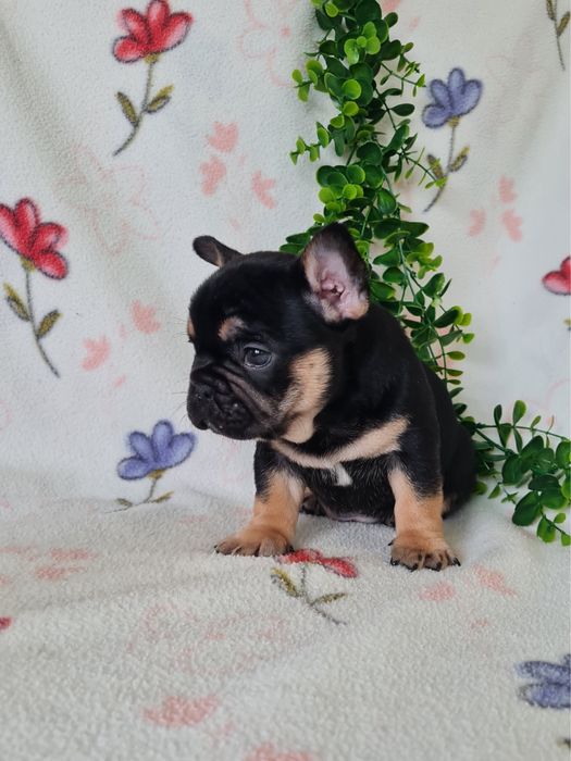 Excelente menino Bulldog/Bouledogue Francês de Qualidade