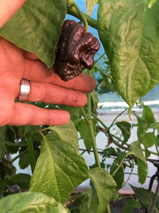 Sementes de chocolate bhutlah