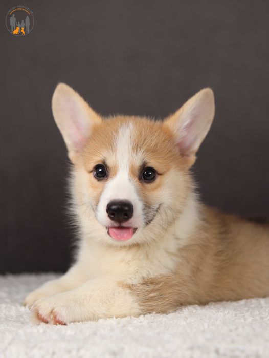 Welsh Corgi Pembroke ZKwP FCI po pięknych  rodzicach