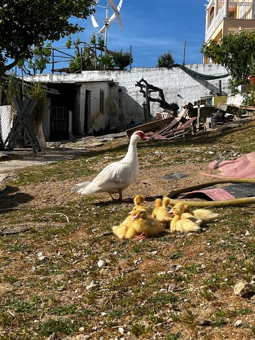 Patos, Patos Mudos, ovos de galinha e peru.
