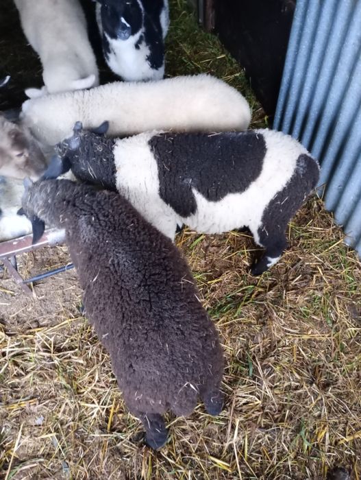 Borregos.              .