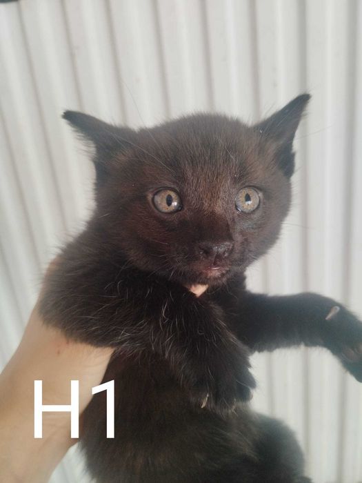 Gatinhos bebés machos para adoção