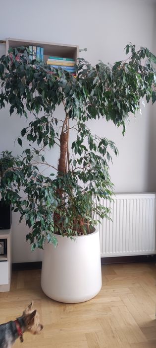 Roślina Fikus 150 cm (donica za dodatkową opłatą)