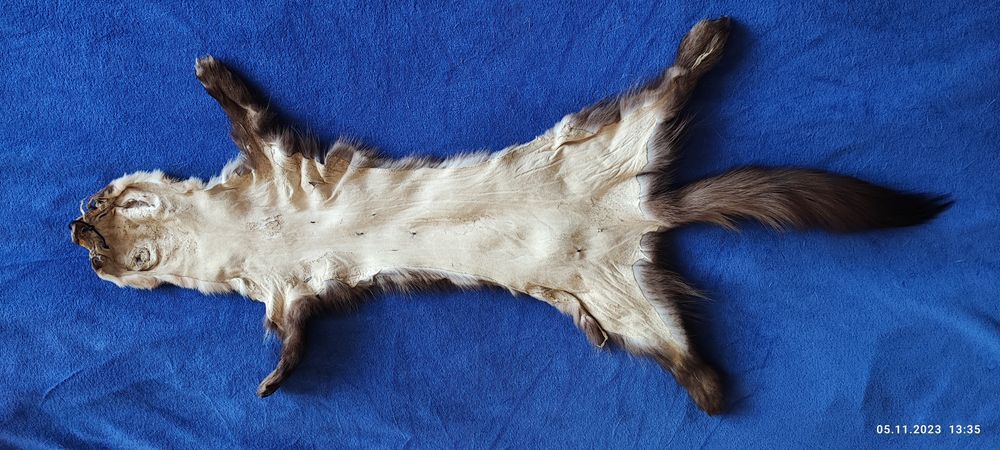 Мех куницы дикой