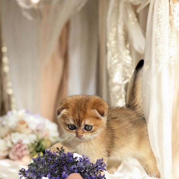 Хлопчик золота шиншила