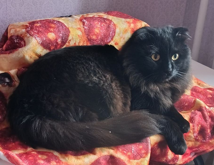 Котята шотландской вислоухой