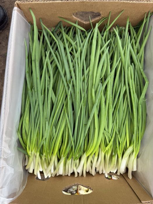 Продам лук перо (цибуля перо)